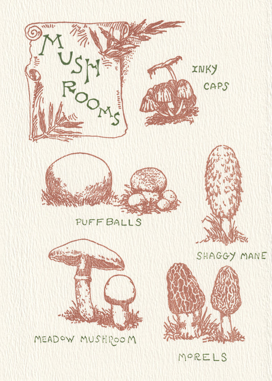 Mushroom Guide